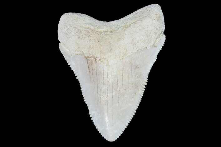 Serrated, Bone Valley Megalodon Tooth - Florida #99848